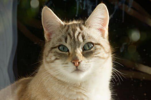 apodos para gatos 3 Nombres apodos y motes. qué son, tipos y ejemplos curiosos