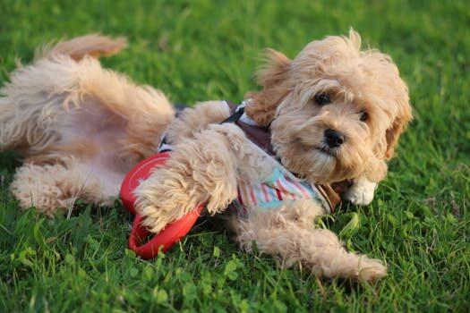 apodos para perros 1 Nombres apodos y motes. qué son, tipos y ejemplos curiosos