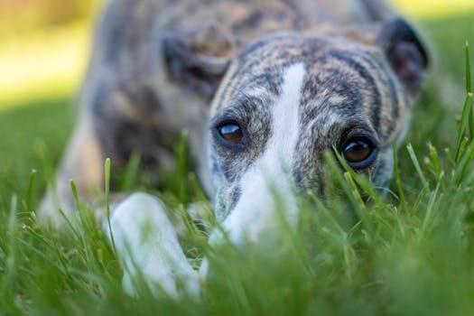 apodos para perros 4 Nombres apodos y motes. qué son, tipos y ejemplos curiosos