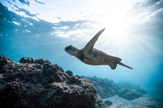 apodos para tortugas 1 Nombres apodos y motes. qué son, tipos y ejemplos curiosos