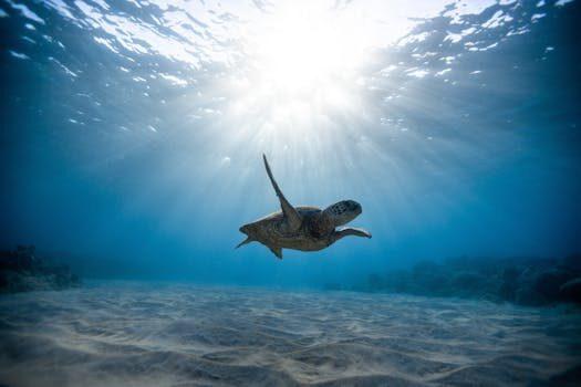 apodos para tortugas 2 Nombres apodos y motes. qué son, tipos y ejemplos curiosos