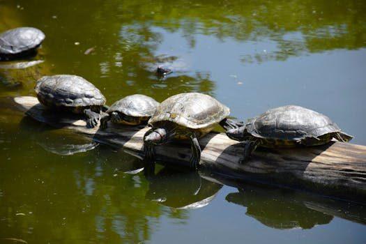 apodos para tortugas 3 Nombres apodos y motes. qué son, tipos y ejemplos curiosos