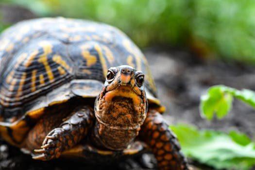 apodos para tortugas 4 Nombres apodos y motes. qué son, tipos y ejemplos curiosos